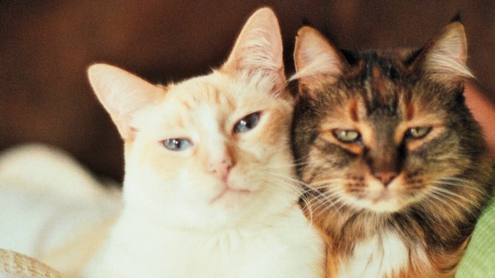 Afternoon Tea Cats 1910 Free Stock Photo - Public Domain Pictures How To Invest In Real Estate With Little Money