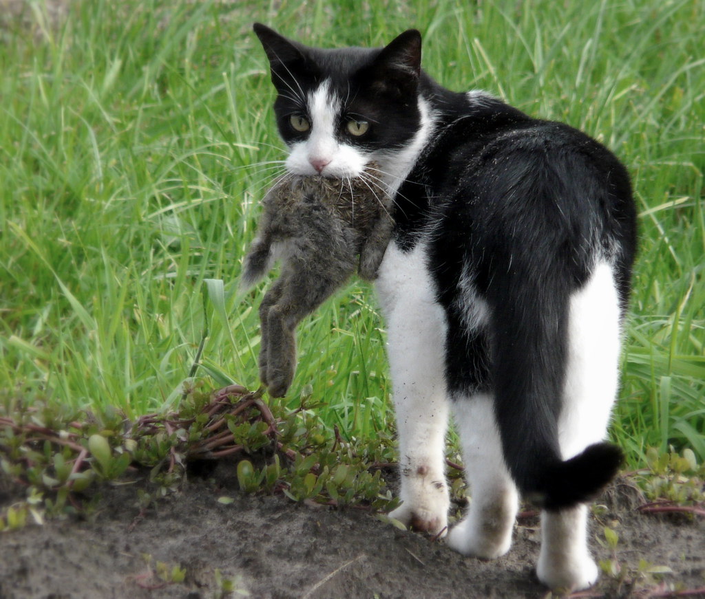 Funny Cat Free Stock Photo - Public Domain Pictures How To Invest In Real Estate With Little Money