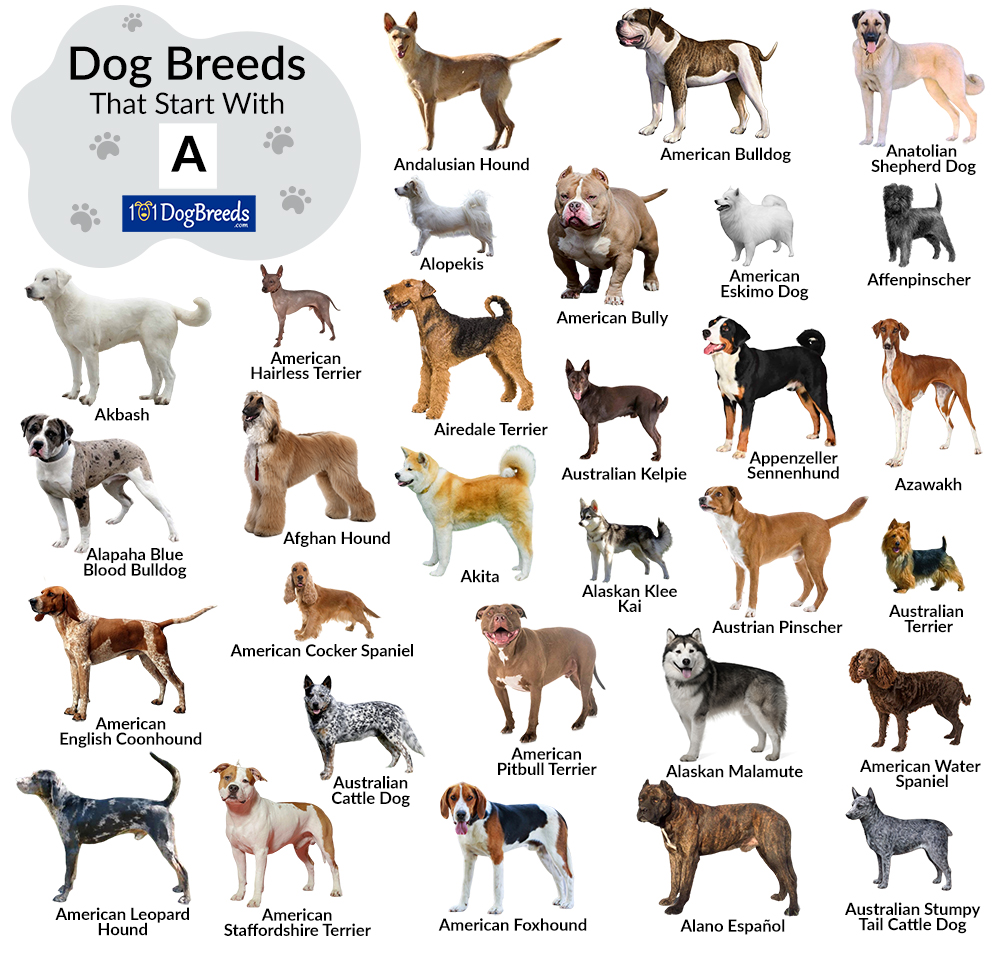 Dogs Starting With Q at Joyce Sargent blog How Can Diet Affect Mental Health And Mood