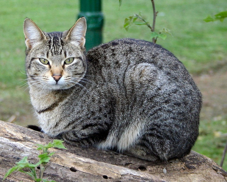 Cornwall Welcomes Adorable Cubs Among The Rarest Cat What Are The Best Practices For Maintaining Mental Wellness