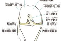 膝の痛み!半月板損傷の症状・治療・手術・テーピング・リハビリ全知識 How To Balance Work And Study Effectively