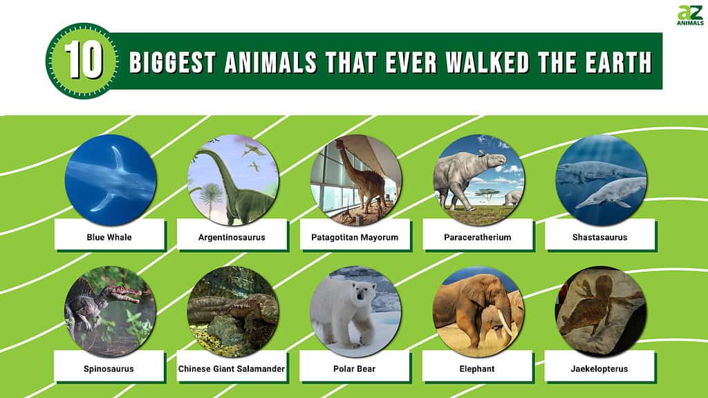 The 10 Biggest Animals That Ever Walked the Earth - A-Z Animals How To Handle An Employment Discrimination Claim