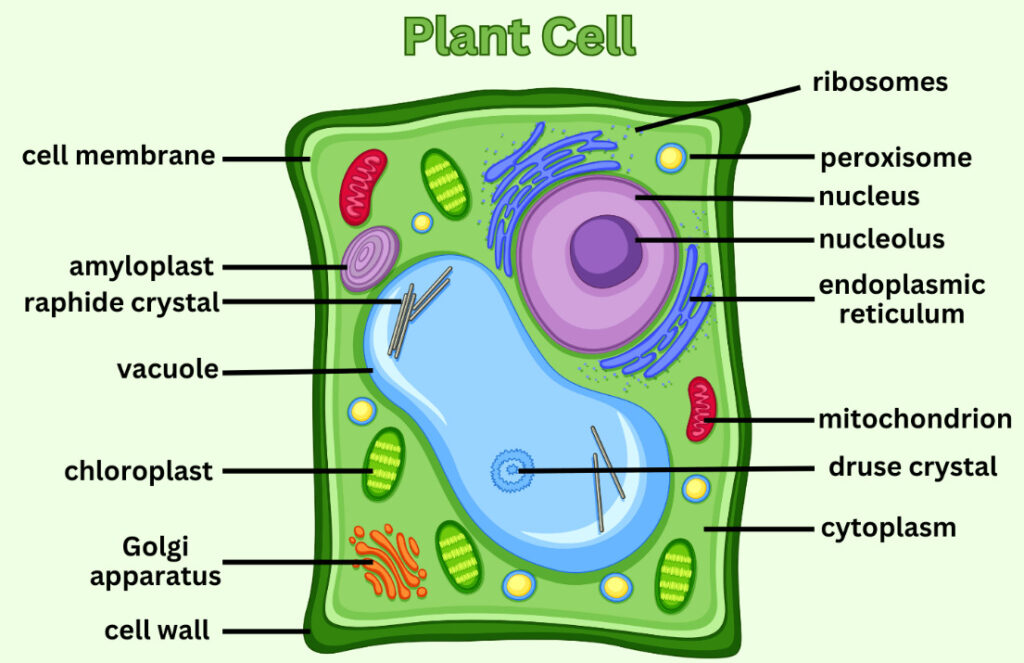 Plant Cell Diagram And Description at Santiago Vanmatre blog How To Effectively Prepare For Job Interviews